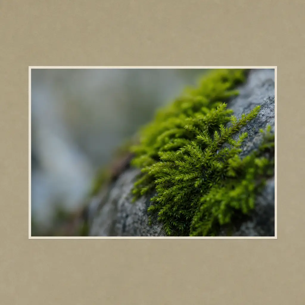 Bright green moss growing on a grey stone