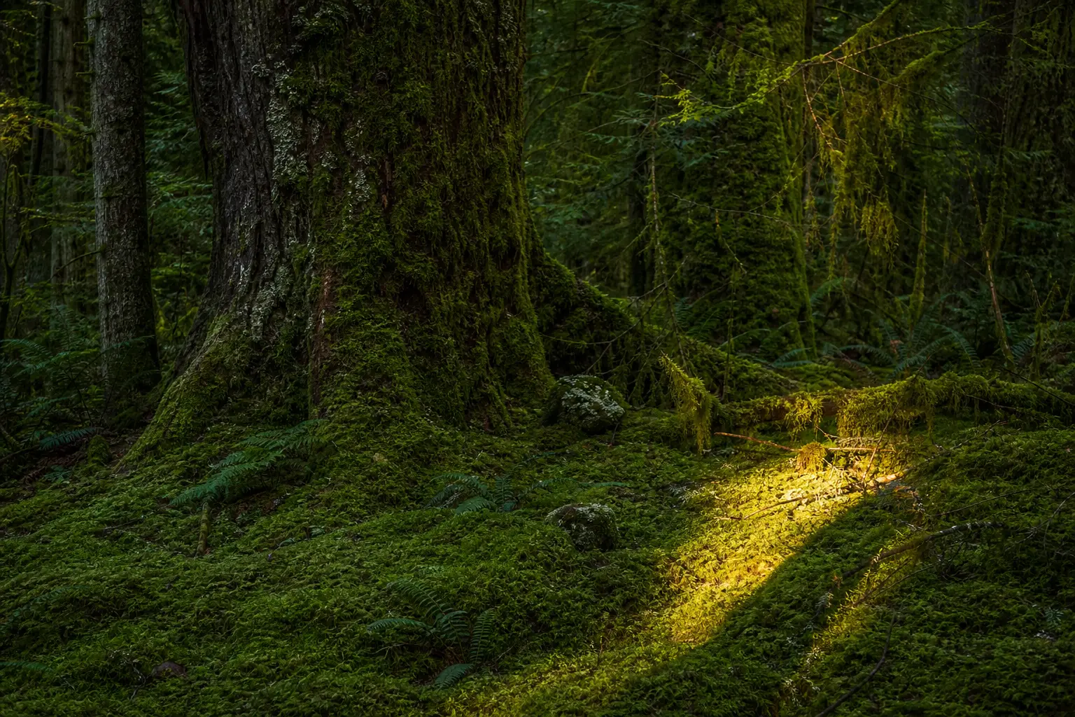 A dense forest floor in deep green with one shaft of amber light