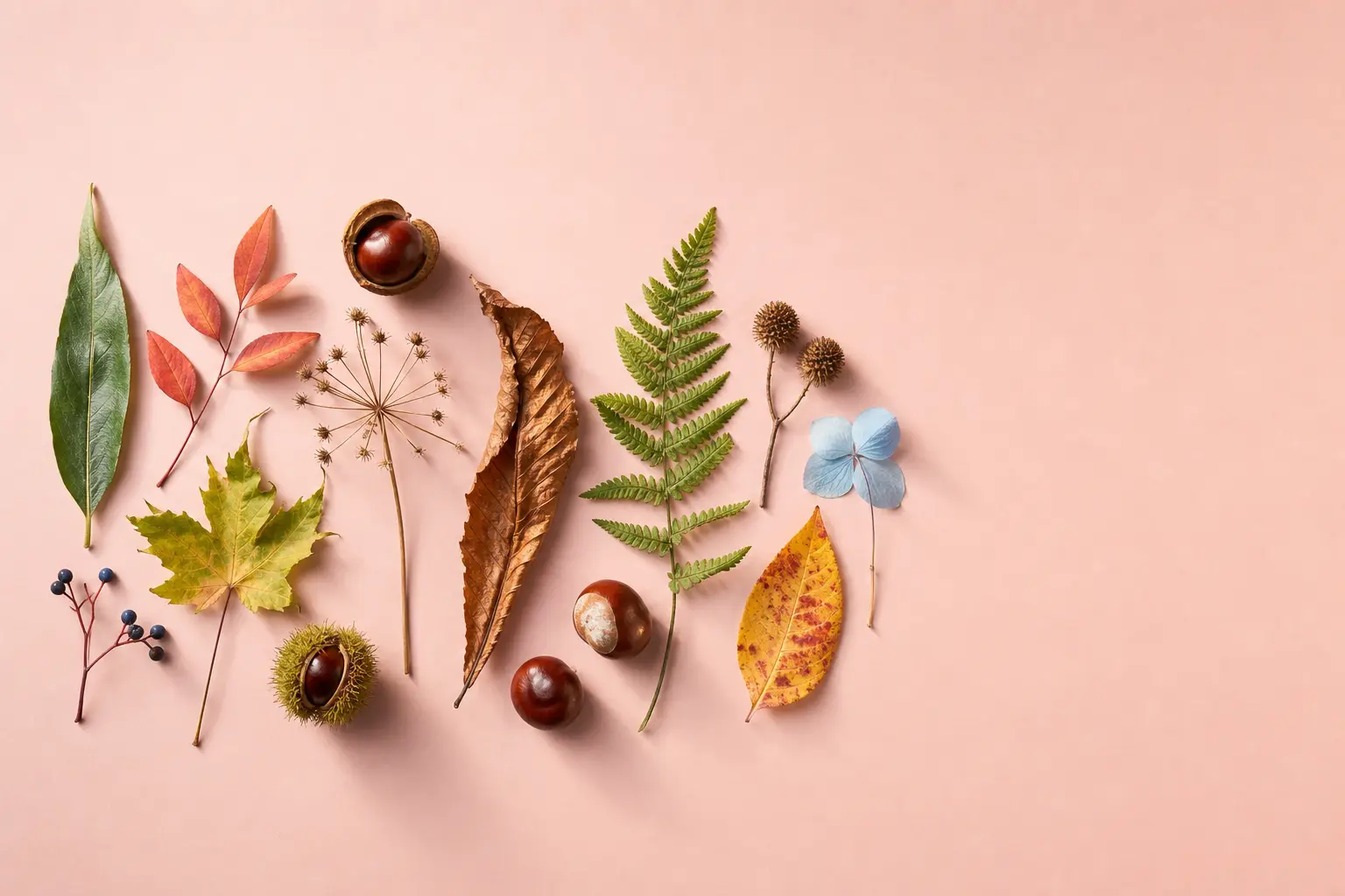 Collected leaves and seed heads laid out on blush paper