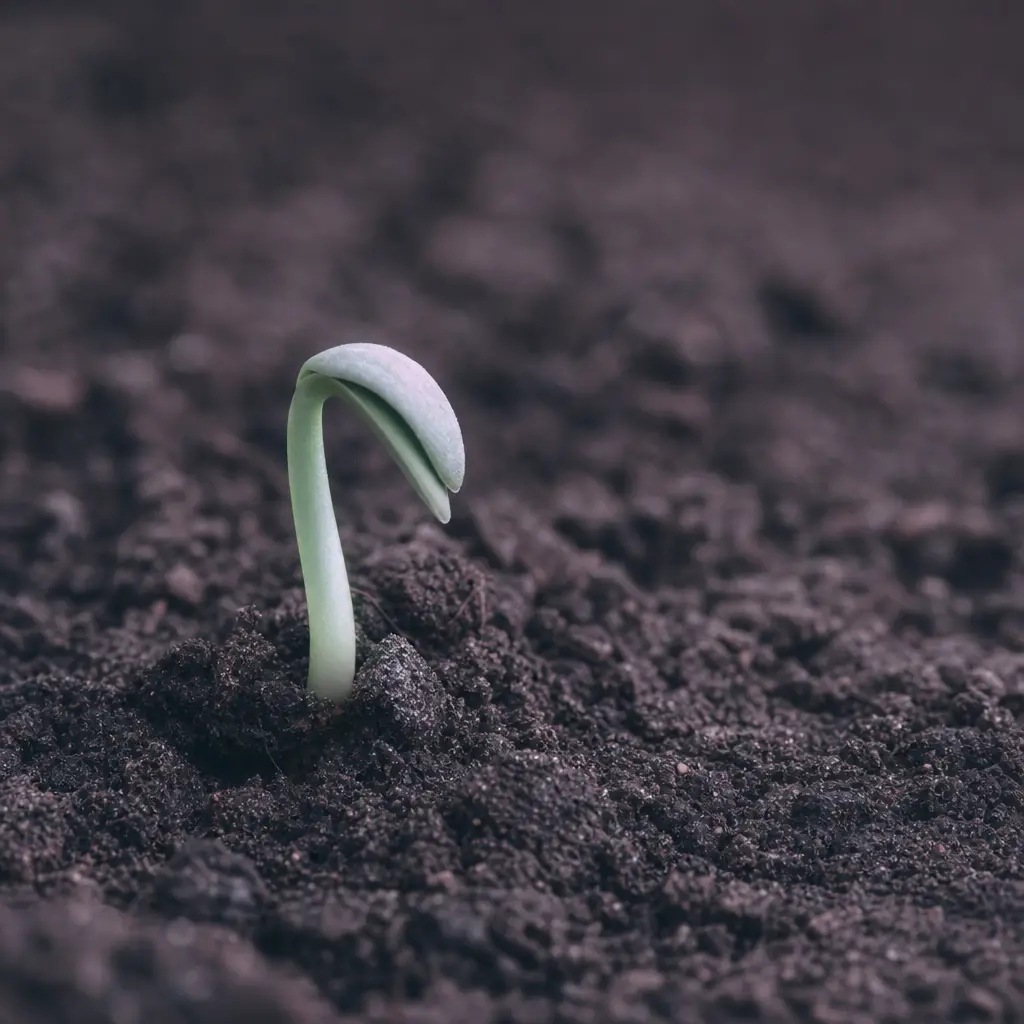 A single sprout emerging from pale soil